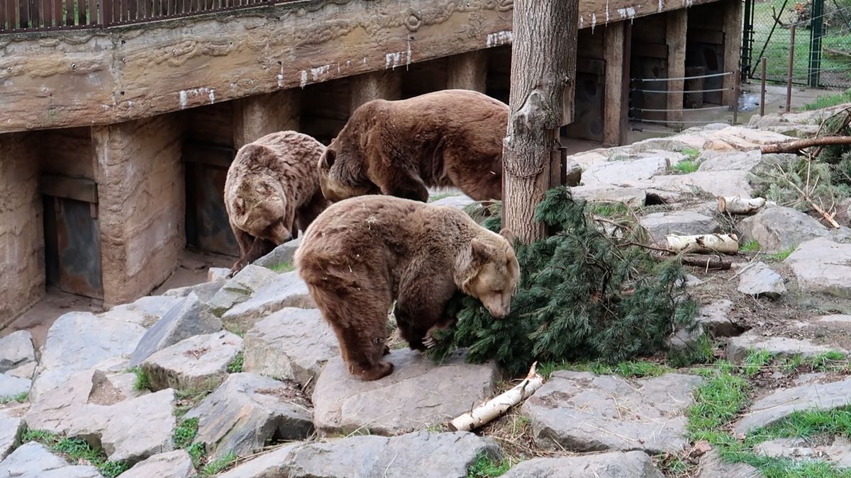 Medvědi si letos v Plzni přivstali. Měli naspáno a z pelechů je vytáhlo teplo